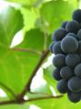 Дикий виноград на балконе: выращиваем правильно