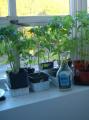 Расте домати на балконот: како да расте домати цреша